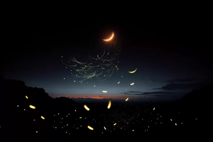 A dark night sky filled with fireflies arranging themselves into glowing words
